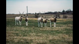 Nearly extinct in the wild these 3 species are thriving in Texas  Exotic Wildlife Association [upl. by Aiyot]