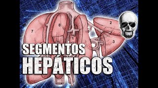 Anatomia do Fígado  Segmentos Hepáticos  Anatomia Humana  VideoAula 162 [upl. by Zsazsa603]