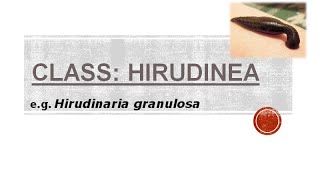 Class Hirudinea [upl. by Britni]