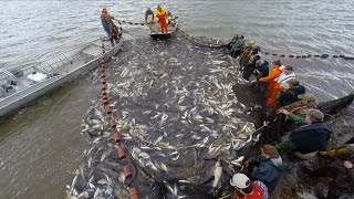 The Fight Against Asian Carp The Unified Method [upl. by Parry761]