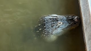 Alligator Summer Feeding [upl. by Gardel]