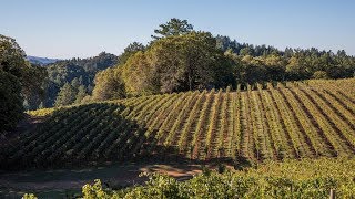 Five Amazing Napa Valley Wineries [upl. by Philbin]