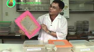 How to Mass Produce Trichogramma for Natural Pest Control [upl. by Ioyal426]