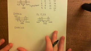 Palmitoylation of Proteins Part 2 [upl. by Tinaret]