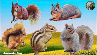 Squirrel sounds and what they meanAnimal sounds  Animals Moments [upl. by Isoj]