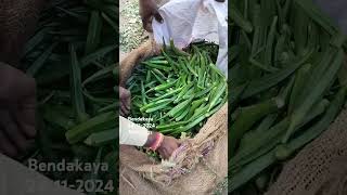 Bendakaya ladyfingers Okra bowenpally vegetable market shortvideo trending videos vlog food [upl. by Limemann330]