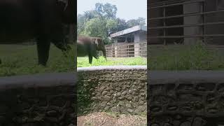 Gajah zoo gajah binatanglucu [upl. by Annairdna]