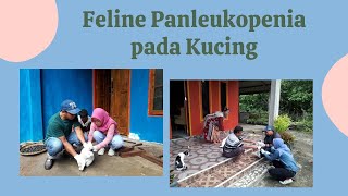 Feline Panleukopenia pada Kucing [upl. by Krenek]