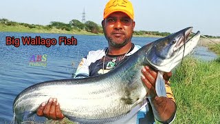 Wallago Attu Catfish Catching  Big Patan Fish Catching  Village River Fishing [upl. by Gesner]