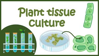 Plant tissue culture overview [upl. by Hardwick]