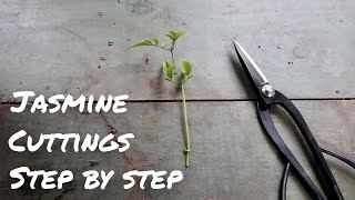 How to Propagate White Jasmine from Cuttings  STEPBYSTEP  Jasminum polyanthum [upl. by Columbus]