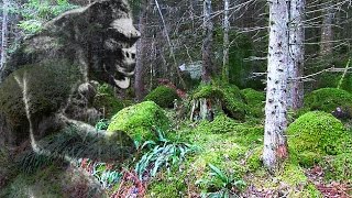 Bushcraft in a Primeval Forest Home of the Sasquatch [upl. by Asile979]