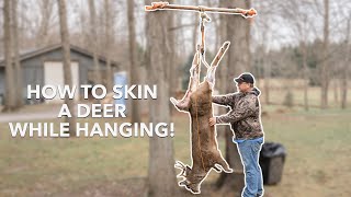 How to Skin a Whitetail Deer while Hanging SUPER EASY [upl. by Eerrehc]