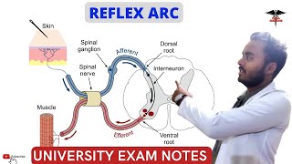 Reflex Arc  CNS Physiology  MBBS  Nursing  BDS  BMLT Lecture [upl. by Remmer]