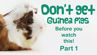 10 Things You Need to Know BEFORE GETTING GUINEA PIGS  Part 1  BEGINNERS GUIDE  Guinea Pig Care [upl. by Eitteb201]