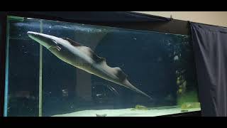 The Aba Aba Knifefish Feeding Albacore tuna [upl. by Junius564]