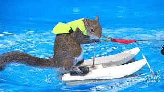 Youre nuts Meet Twiggy the waterskiing squirrel [upl. by Arremat]