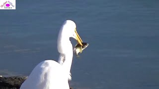 An Egret caught 6 fish in 30 min [upl. by Sapphire]