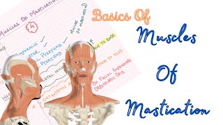 🟡Basics of Muscles of Mastication🔴 shorts [upl. by Assenat]