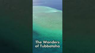 Wonders of Tubbataha Reefs [upl. by Croft847]