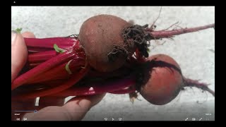 How To Grow Detroit Dark Red Beets seed to harvest [upl. by Nolyarg4]