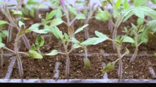 Step by Step 🍅 How To Grow Tomatoes from Seed  Gardeners Supply 👩‍🌾 [upl. by Zellner628]