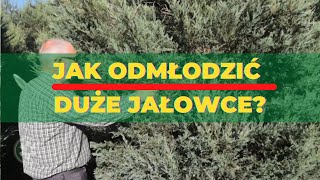 Jak odmłodzić duże jałowce [upl. by Ardnos]