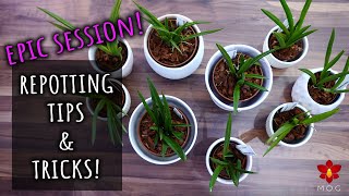 EPIC Orchid Repotting with tips and tricks [upl. by Viafore]