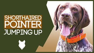 PUPPY TRAINING Stop Your GERMAN SHORTHAIRED POINTER Jumping Up [upl. by Cherian187]