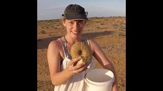 Fossicking for Fossils at Giralia Station [upl. by Joelynn]