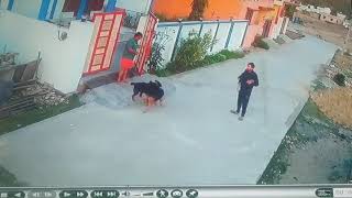 German shepherd vs Rottweiler fighting [upl. by Ibba]