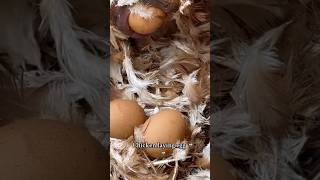 Chicken laying eggs 😵‍💫  shorts viral [upl. by Ahsiak]