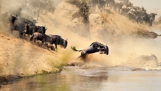 Wildebeest Migration Facts About Wildebeest  African Wildlife [upl. by Der806]