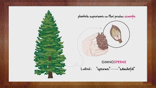 Biologie Conifere partea 2  WinSchool [upl. by Wynne210]