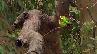 budgies in wild [upl. by Yesnikcm]