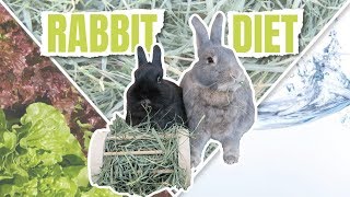 WHAT TO FEED A RABBIT  Rabbit Diet [upl. by Aeslek]