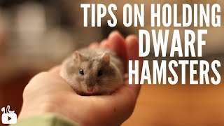 Tips on holding dwarf hamsters [upl. by Jacobah397]