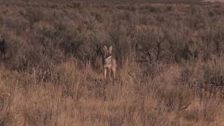 Coyote Hunting  90 DIRT Naps in ONE Video  Coyote Assassins Final Episode Season 1 [upl. by Lledniw820]