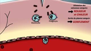 Animation Réaction inflammatoire [upl. by Analed733]