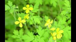 Celandine Herb Benefits [upl. by Ettenna]