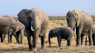 The Evolution of Modern Elephants [upl. by Sherborn242]