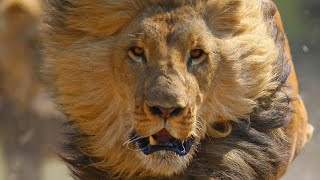 WHEN LIONS ATTACK BRUTAL National Geographic Documentary 2020  1080p [upl. by Derrick]