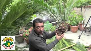 How to Relocate a Sago Palm  Cycas Revoluta [upl. by Rosio]