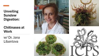 Unveiling Sundew Digestion Chitinases at Work [upl. by Etteroma]