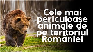 Cele mai periculoase animale de pe teritoriul României [upl. by Guendolen]