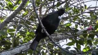 How To Feed Tui NZ Native Birds [upl. by Giffard589]