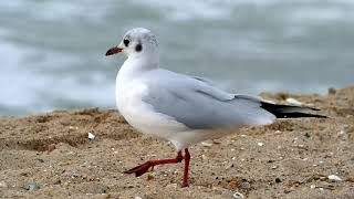 Bournemouth Dorset  Blackheaded Gulls on the Beach as a Storm Approaches [upl. by Beverly]