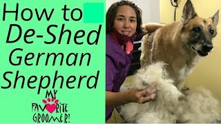 How to Brush and Deshed a German Shepherd [upl. by Hankins]