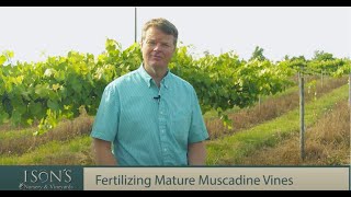 Isons Nursery How to Fertilize Mature Muscadine Vines [upl. by Takeo746]