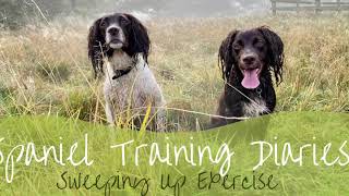 Gundog training  Sweeping exercise [upl. by Dom]